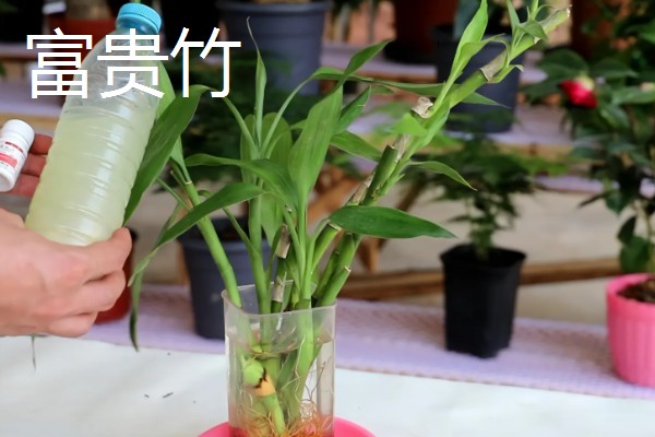 适合在家水养的植物,有富贵竹、常春藤等