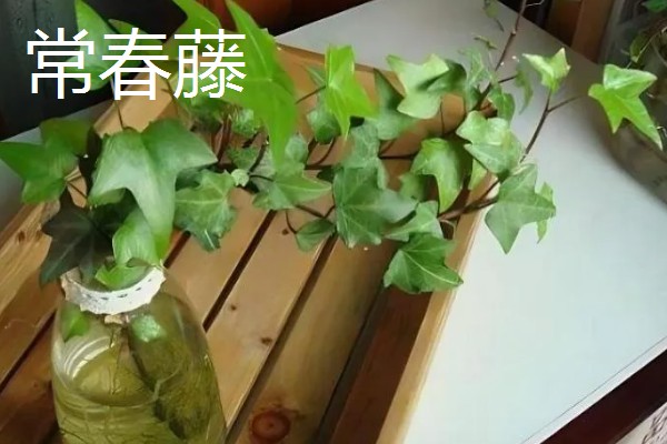 适合在家水养的植物,有富贵竹、常春藤等