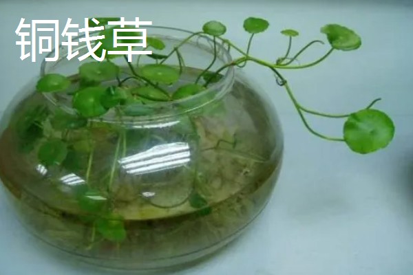 适合在家水养的植物,有富贵竹、常春藤等