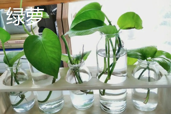 适合在家水养的植物,有富贵竹、常春藤等