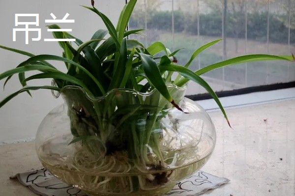 适合在家水养的植物,有富贵竹、常春藤等