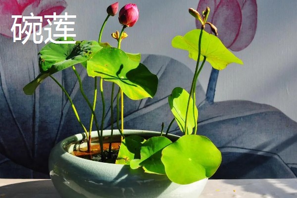 适合在家水养的植物,有富贵竹、常春藤等
