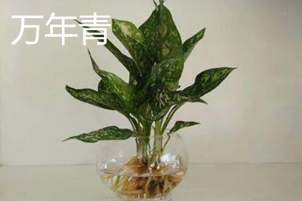 适合在家水养的植物,有富贵竹、常春藤等