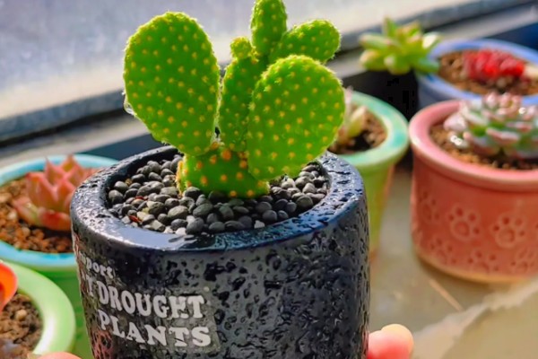 适合在家水养的植物,有富贵竹、常春藤等