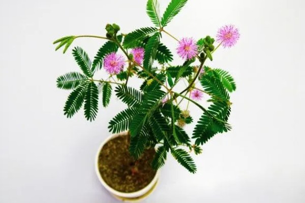 适合在家水养的植物,有富贵竹、常春藤等