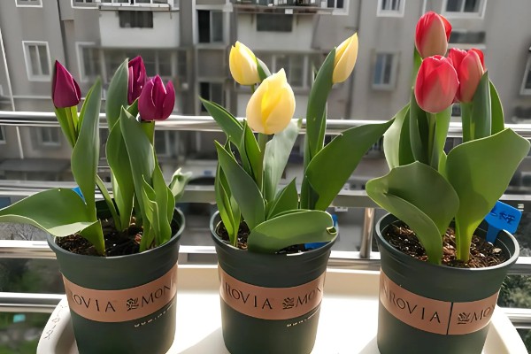 适合在家水养的植物,有富贵竹、常春藤等