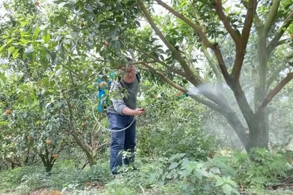 梅子怎样防虫,每隔7-10天喷一次除虫菊酯类农药