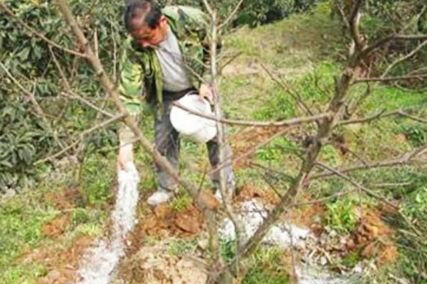 梅子怎样防虫,每隔7-10天喷一次除虫菊酯类农药