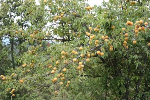 梅子怎样防虫,每隔7-10天喷一次除虫菊酯类农药