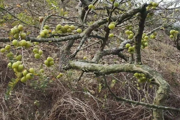 梅子怎样防虫,每隔7-10天喷一次除虫菊酯类农药