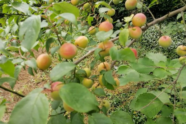 梅子怎样防虫,每隔7-10天喷一次除虫菊酯类农药
