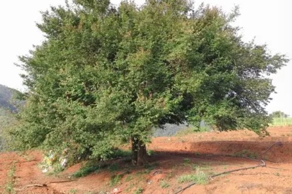 梅子怎样防虫,每隔7-10天喷一次除虫菊酯类农药