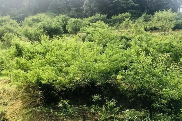 梅子怎样防虫,每隔7-10天喷一次除虫菊酯类农药