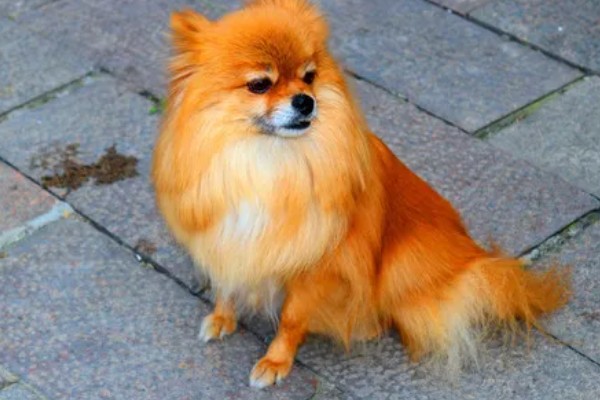 狐狸狗的原名,又名日本丝毛犬