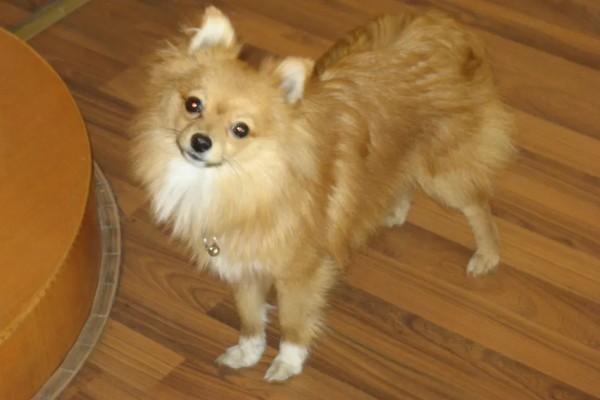 狐狸狗的原名,又名日本丝毛犬