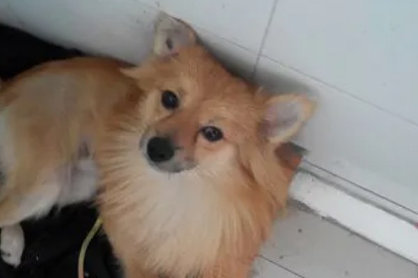 狐狸狗的原名,又名日本丝毛犬
