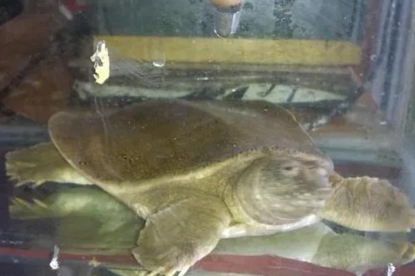 甲鱼的养殖方法，每隔3-4天必须更换1次清水