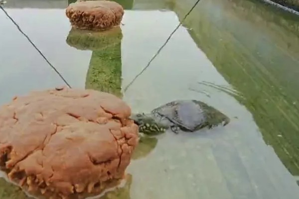 甲鱼的养殖方法，每隔3-4天必须更换1次清水