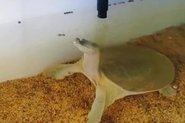 甲鱼的养殖方法，每隔3-4天必须更换1次清水