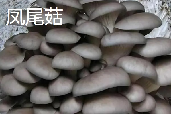 凤尾菇和平菇的区别,菌盖和菌柄均不同