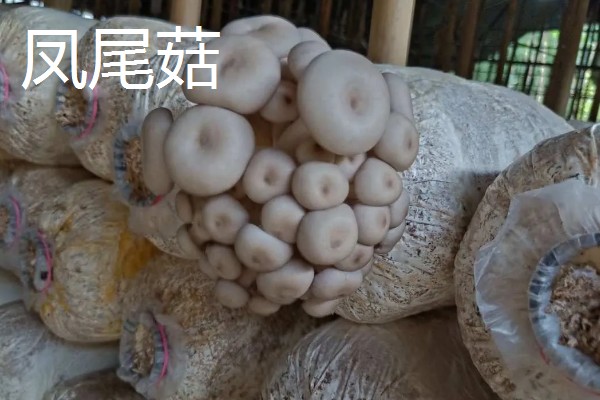 凤尾菇和平菇的区别,菌盖和菌柄均不同