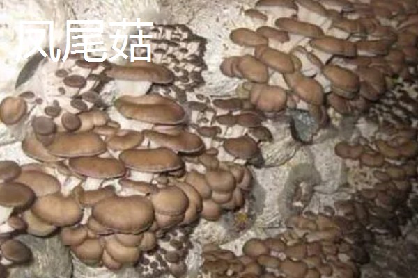 凤尾菇和平菇的区别,菌盖和菌柄均不同