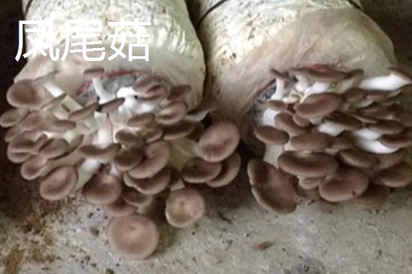 凤尾菇和平菇的区别,菌盖和菌柄均不同