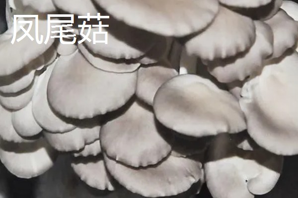 凤尾菇和平菇的区别,菌盖和菌柄均不同