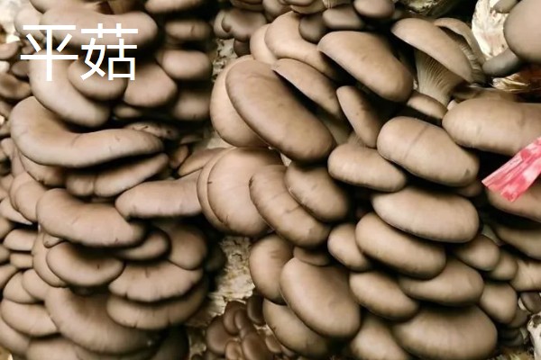 凤尾菇和平菇的区别,菌盖和菌柄均不同