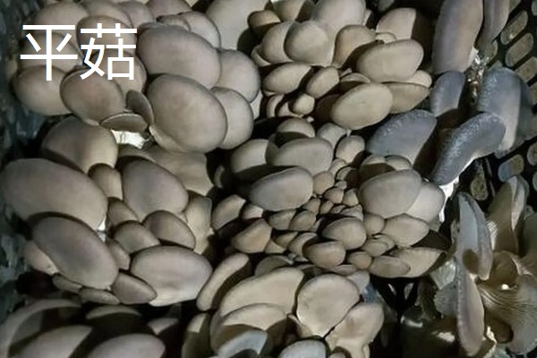 凤尾菇和平菇的区别,菌盖和菌柄均不同