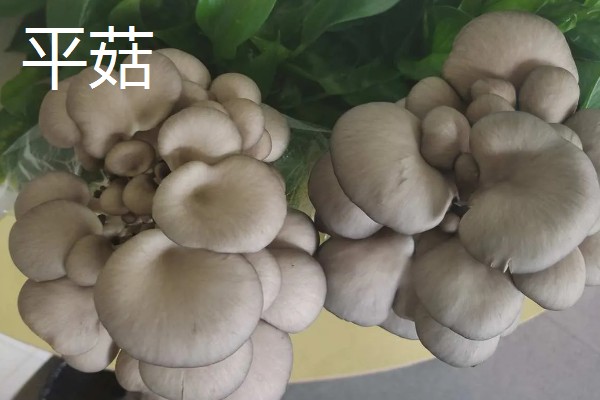 凤尾菇和平菇的区别,菌盖和菌柄均不同