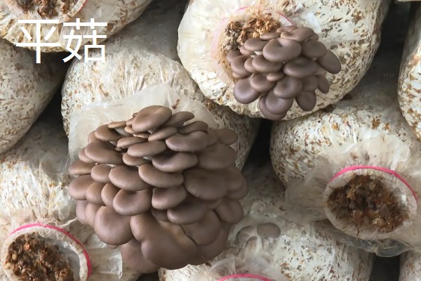 凤尾菇和平菇的区别,菌盖和菌柄均不同