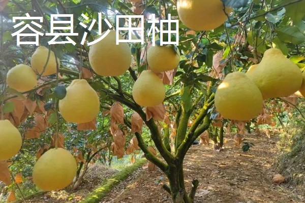 沙田柚的品种有哪些，有容县沙田柚、梅州沙田柚等