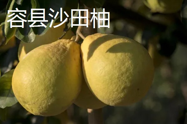 沙田柚的品种有哪些，有容县沙田柚、梅州沙田柚等