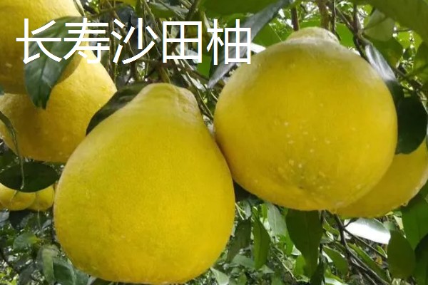 沙田柚的品种有哪些，有容县沙田柚、梅州沙田柚等