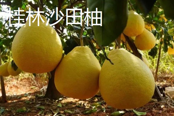 沙田柚的品种有哪些，有容县沙田柚、梅州沙田柚等