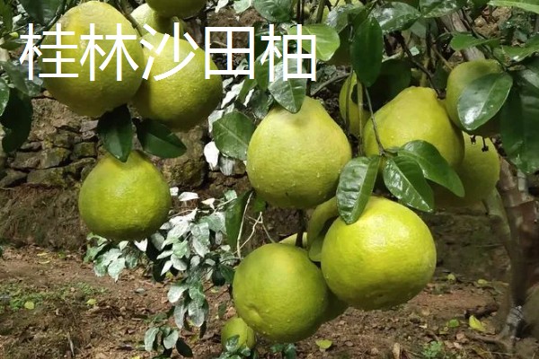 沙田柚的品种有哪些，有容县沙田柚、梅州沙田柚等