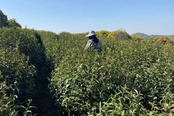 庐山云雾是不是绿茶,是绿茶