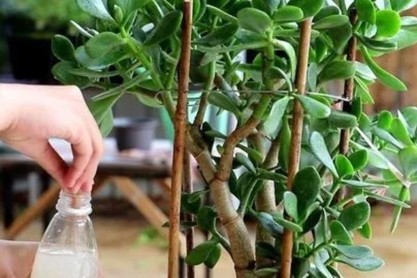 玉树叶子发黄发软发干的原因，可能是没有得到充足的光照