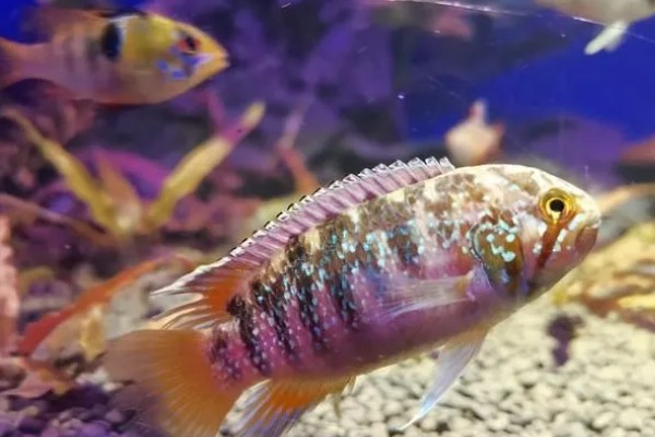 鱼鳃病的治疗方法,常采用盐浴法