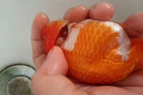 鱼鳃病的治疗方法,常采用盐浴法