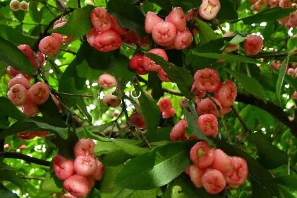莲雾开花结果的时间,5-6月开花7-8月结果