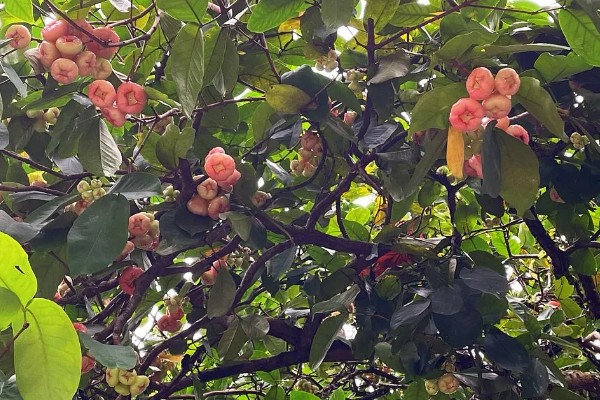 莲雾开花结果的时间,5-6月开花7-8月结果
