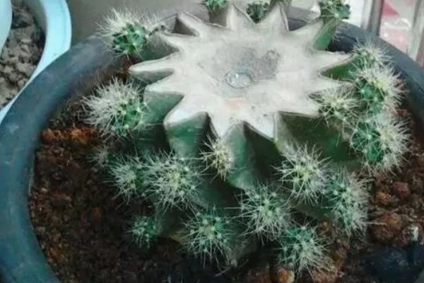 仙人球几天浇水一次,春秋季可隔一周浇一次水