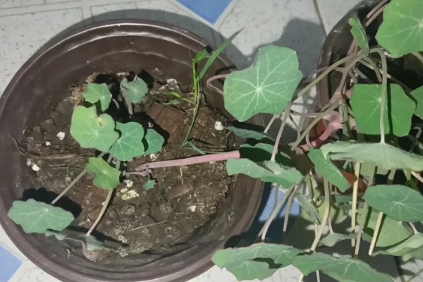 旱金莲如何养殖，最适宜生长的温度在20℃