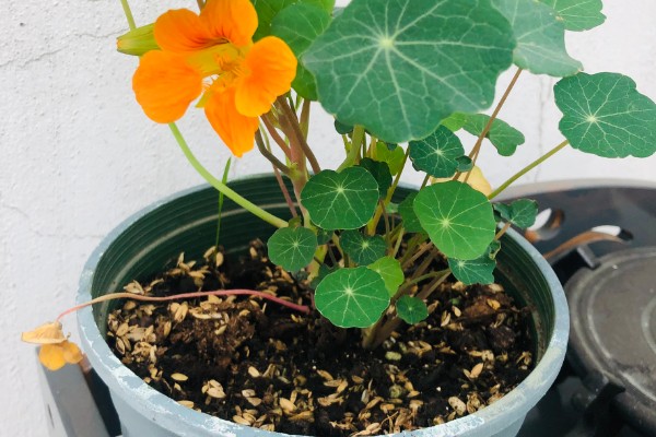 旱金莲如何养殖，最适宜生长的温度在20℃