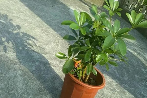 鸭脚木怎么养才长得快,冬季以土壤偏干为宜