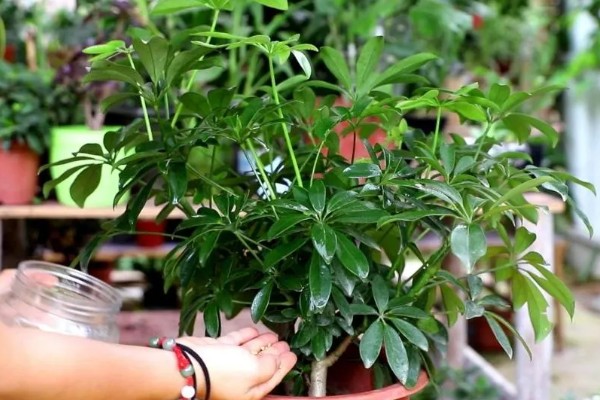 鸭脚木怎么养才长得快,冬季以土壤偏干为宜