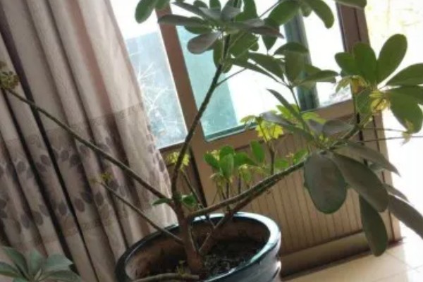 鸭脚木怎么养才长得快,冬季以土壤偏干为宜