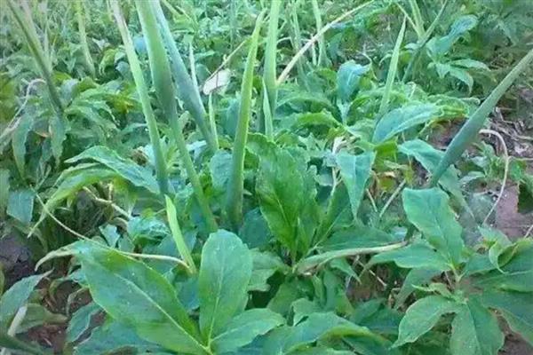 天南星病虫害如何防治，不同病虫害的防治方法不同